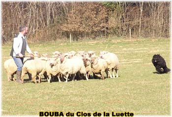 le bouvier des flandres et les moutons - Elevage du CLOS DE LA LUETTE - COPYRIGHT DEPOSE